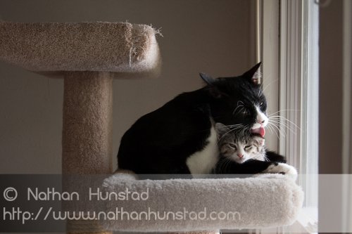 ???? showing how much he likes his little sister ???? by licking her